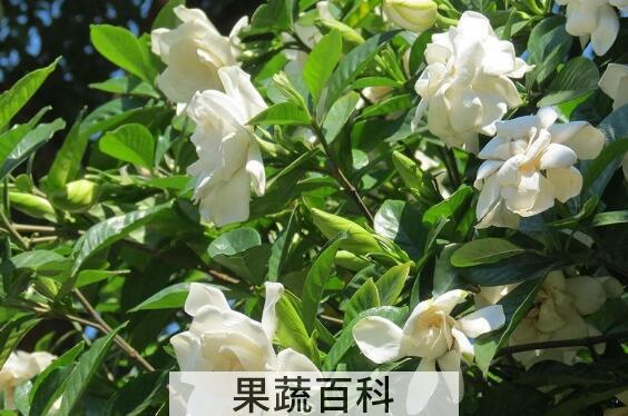 栀子花浇水的正确方法