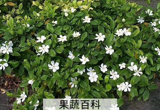 栀子花浇水的正确方法