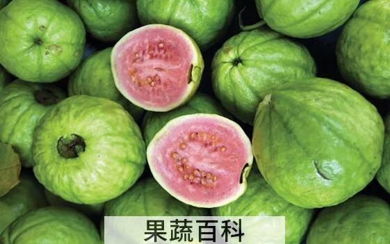 番石榴怎么吃 番石榴的食用方法大全
