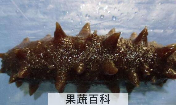 金沙参和海参的区别 金沙参的功效