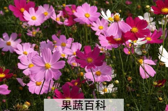 波斯菊的种植方法和注意事项