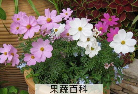 波斯菊的种植方法和注意事项