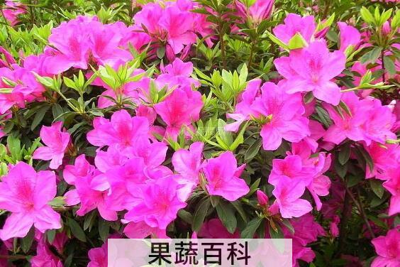杜鹃花怎么养 杜鹃花的养殖方法和注意事项