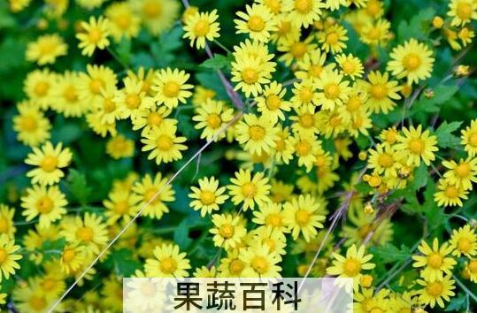 香菊的功效与作用