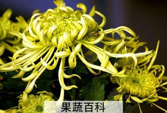 香菊的功效与作用