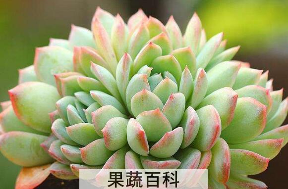 多肉植物怎么养 多肉植物的养殖方法与注意事项