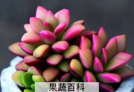 多肉植物怎么养 多肉植物的养殖方法与注意事项