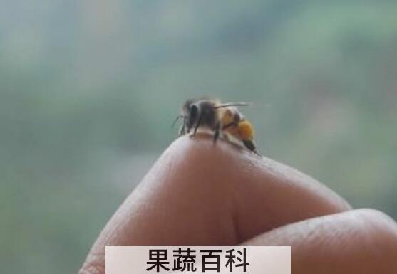 蜜蜂蛰了怎么消肿止痛 蜜蜂蛰消肿的最快方法
