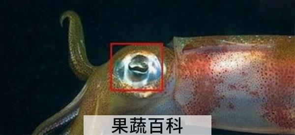 鱿鱼怎么洗才干净