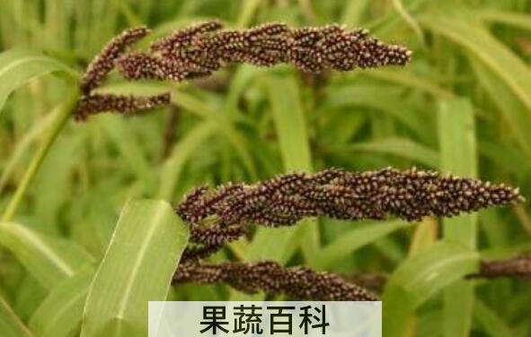 稗子米的营养价值 吃稗子米的好处