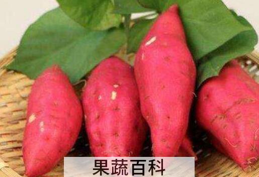 吃红薯的好处和坏处 长期吃红薯有什么危害