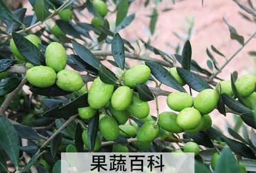 油橄榄和橄榄的区别