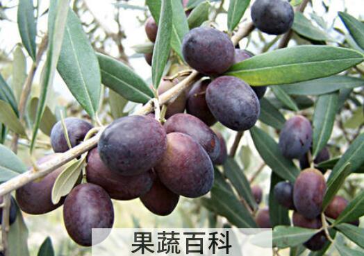 油橄榄和橄榄的区别