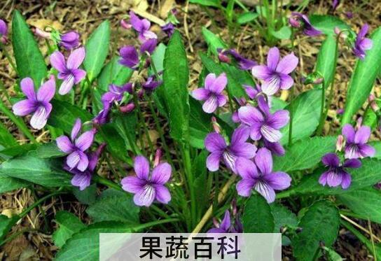 地丁泡脚的功效与作用