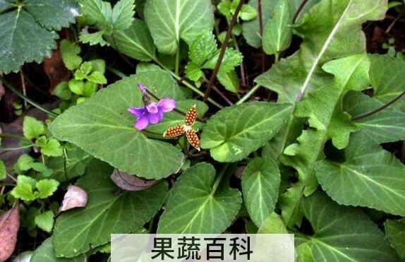 地丁泡脚的功效与作用