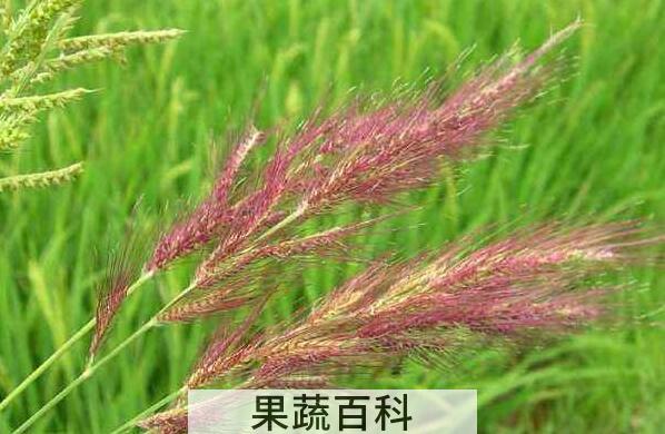 红稗对女性的功效与禁忌