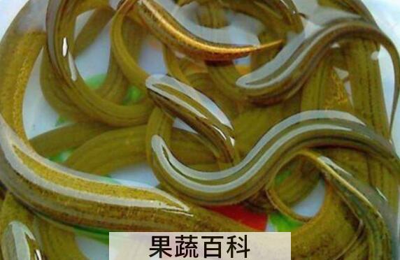 黄鳝的功效与作用及食用方法