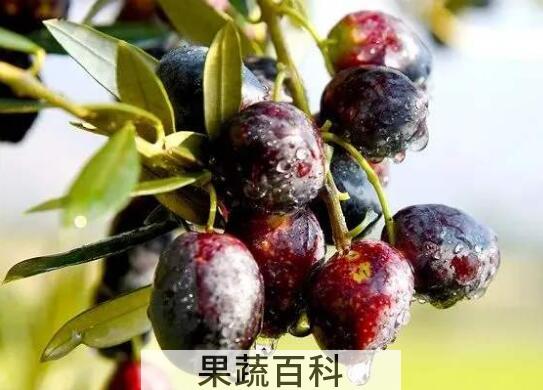 油橄榄怎么吃最好 油橄榄可以直接吃吗