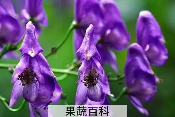 附子花的功效与作用及危害