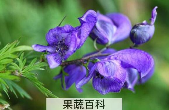 附子花的功效与作用及危害
