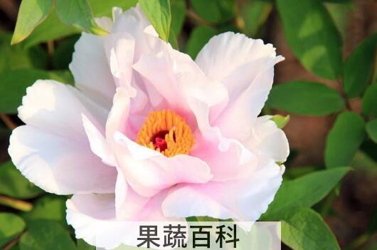 牡丹花泡水有什么功效
