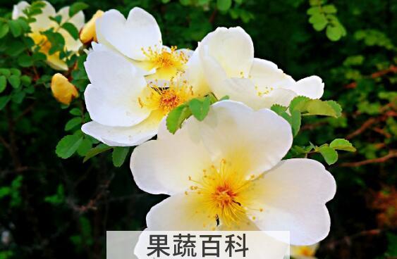 野玫瑰的功效与作用及禁忌