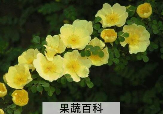 野玫瑰的功效与作用及禁忌