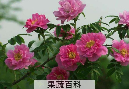 野玫瑰花的功效与作用