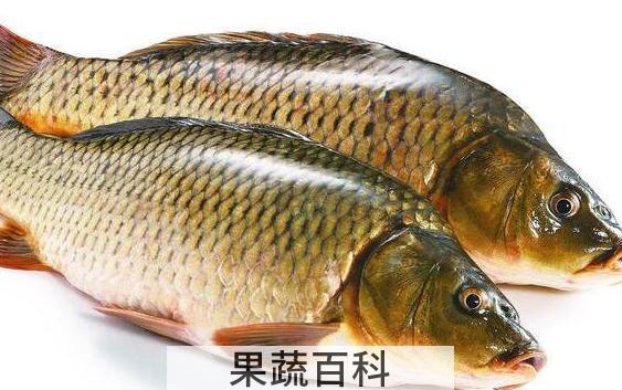 鲤鱼和草鱼的区别