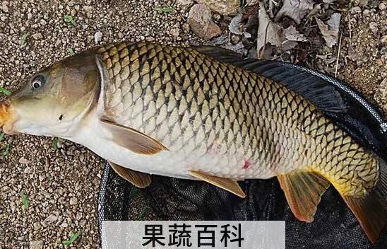 鲤鱼和草鱼的区别
