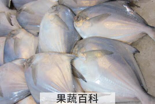 鲳鱼怎么做好吃 鲳鱼的食用方法