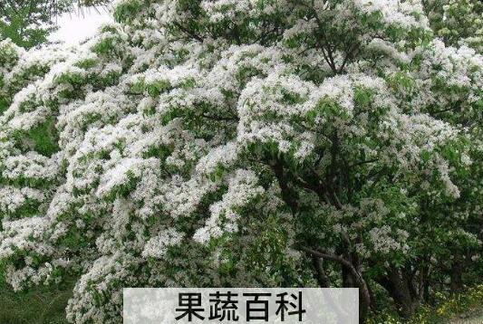 什么是流苏树 流苏树的药用价值