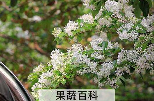 什么是流苏树 流苏树的药用价值