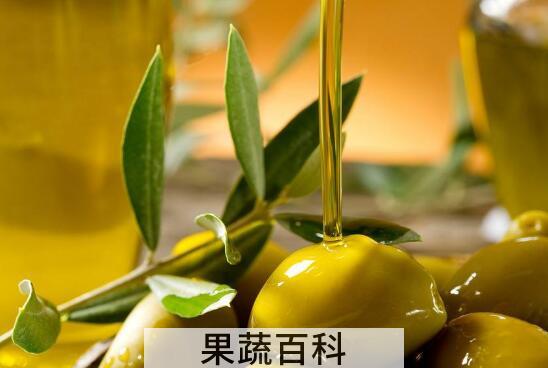 油橄榄果油的功效与作用