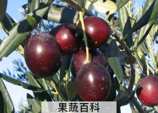 油橄榄果的功效与作用