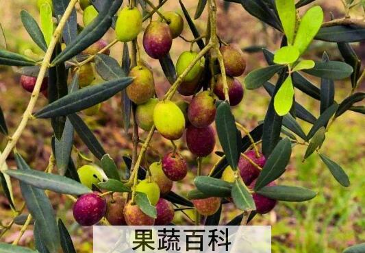 油橄榄果的功效与作用