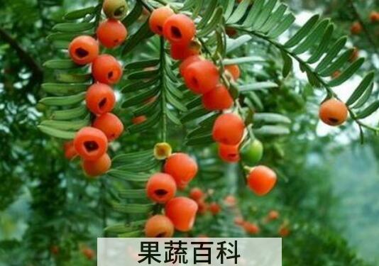 红豆杉木的功效与作用 红豆杉的八大功效