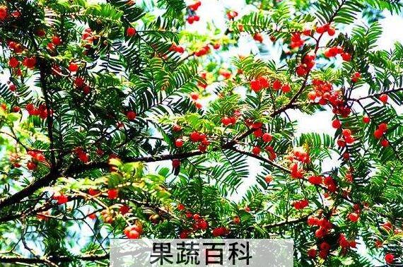 红豆杉的功效与作用及禁忌