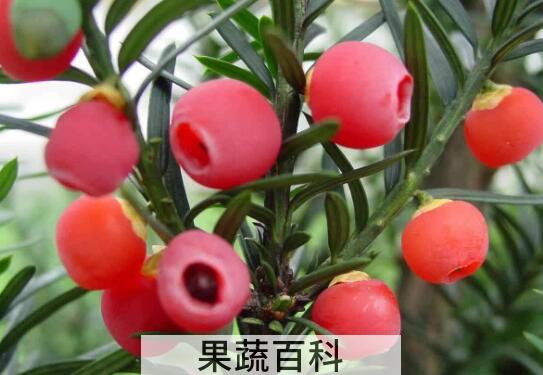 红豆杉的功效与作用及禁忌
