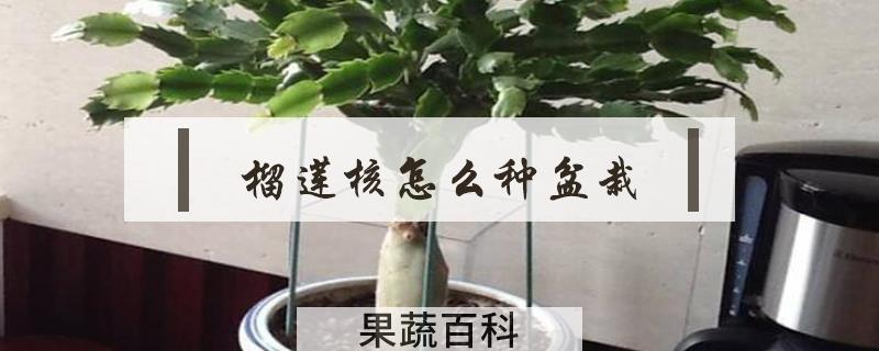 榴莲核怎么种盆栽