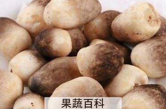 草菇的营养价值 草菇的禁忌