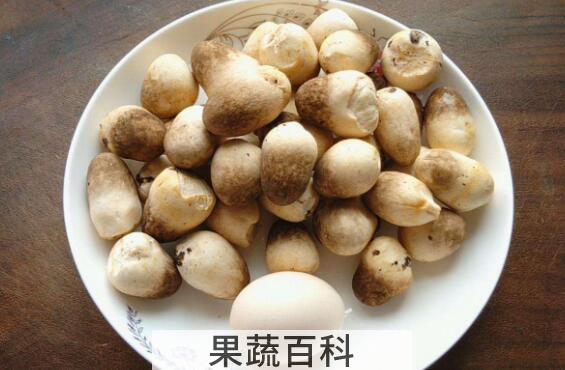 草菇的营养价值 草菇的禁忌