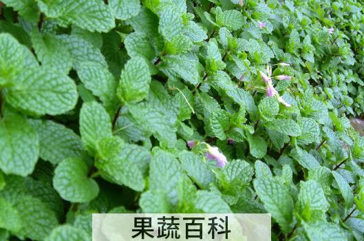 薄荷叶怎么吃 薄荷叶的吃法大全