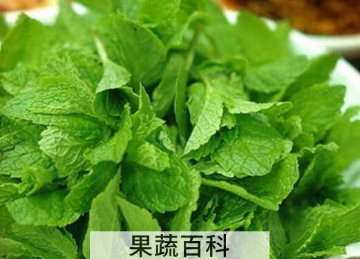薄荷叶怎么吃 薄荷叶的吃法大全