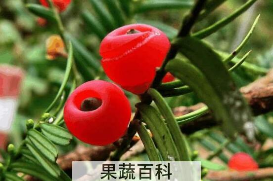 红豆杉泡水喝的功效 红豆杉泡水的禁忌