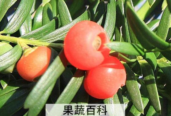 红豆杉泡水喝的功效 红豆杉泡水的禁忌