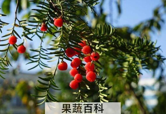 红豆杉怎么吃好 红豆杉的正确食用方法