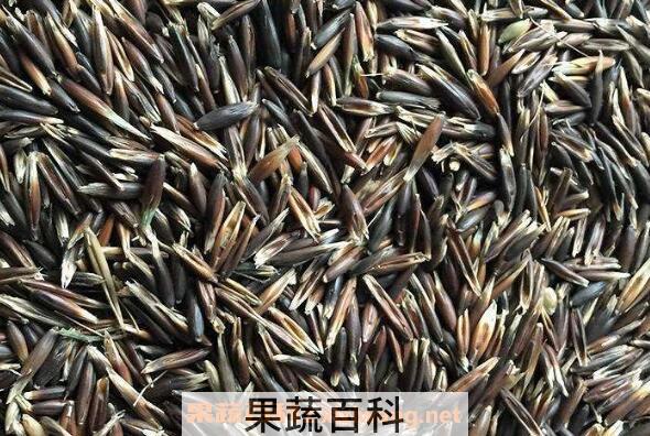 黑燕麦和白燕麦的区别 燕麦的功效