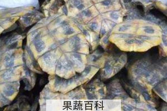 龟甲的功效与作用及食用方法