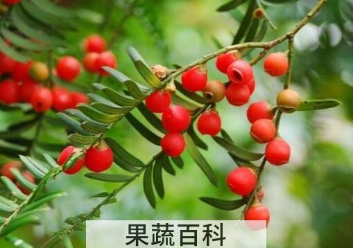 红豆杉树叶有什么作用与功效